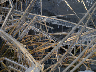 Obraz premium 凍った枯草