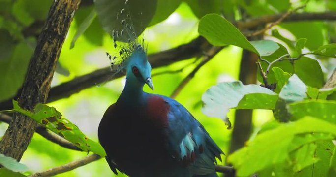 Graceful and beautiful Victoria Crowned Pigeon with topknot and red eyes on tree branch in tropical forest