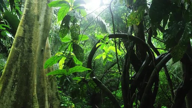 Twisted lianas on wet exotic plants and trees in wilderness of dense rainforest