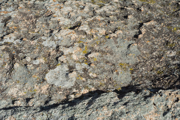 Muchos hongos en la roca con grieta.