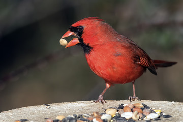 Male North Cardinal Eating nut
