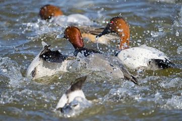 Redhead and Canvasback Ducks Splashing
