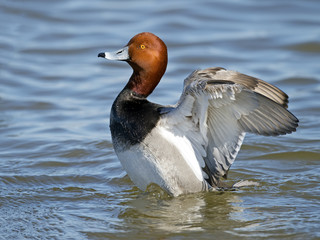 Redhead Duck Flapping Wings
