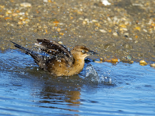 Female Boat-tailed Grackle Taking a Bath