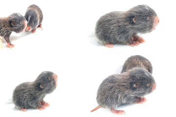 Mole, thailand, isolate on white background
