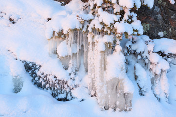 Beautiful icicle ice formation on small tree © Juhku