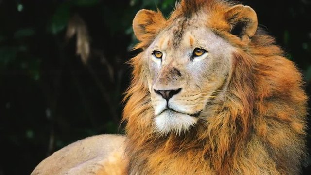 Portrait of large African lion looking around with calm expression