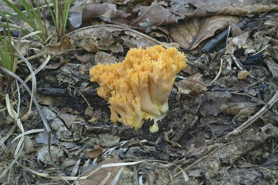 Coral mushroom (Ramaria aurea)