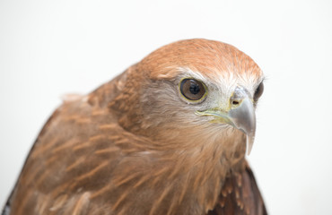 young Brahminy kite or Red-backed sea-eagle