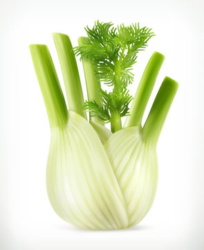 Fennel, Vector Object