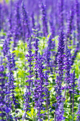 lavender field background