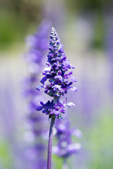 lavender flower selective focus with shallow depth of field