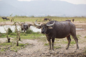 Thai Buffalo or carabao walk over the field