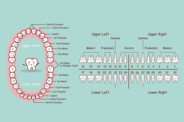 permanent tooth cartoon chart