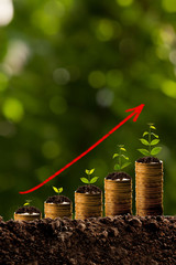 Money growing in soil,success concept