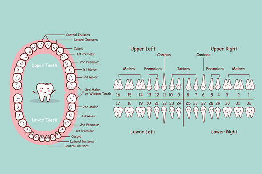 permanent tooth cartoon chart
