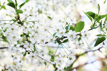 Cherry blossom in spring  