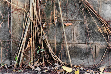 Root on brick wall in park.