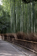 bamboo grove way at Arashiyama Japan