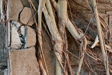 Fototapeta premium Root on brick wall in park.