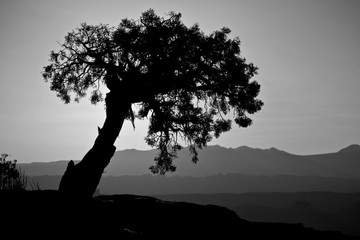 Silhouetted Tree at Sunrise in the Desert