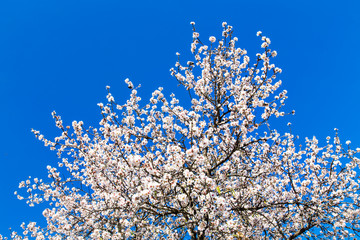 beautiful almond blossoms, blue sky
