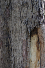 old eucalyptus bark texture