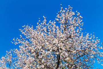 Detail of branch and almond flowers in spring.