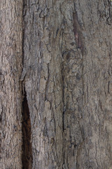 old eucalyptus bark texture