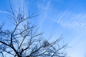 dry branches on blue sky