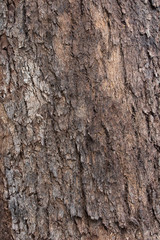 old eucalyptus bark texture