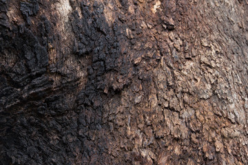 old eucalyptus bark texture