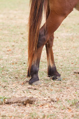 horse leg