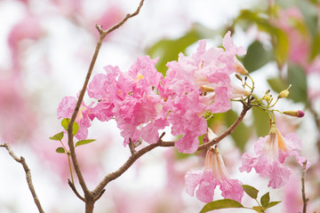 Pink Tabebuia