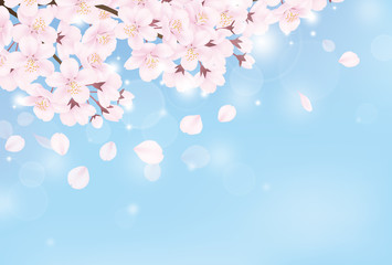 Fototapeta premium 桜 青空