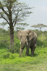 Obraz premium Elephants of Serengeti