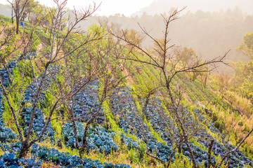 Agriculture red cabbages at field on mountain 
