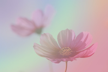 Pink color of cosmos flowers in the garden with blur background