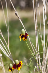 Texas wildflowers