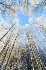 Snow covered tree perspective view looking up