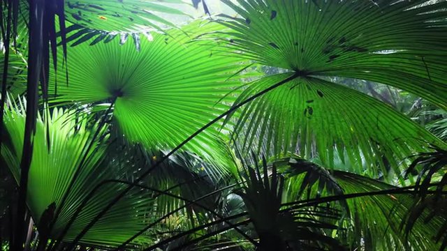 Under big tropical plants surrounding view with camera panning in wet rainforest