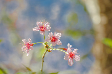 pink blossom flowers with vintage background