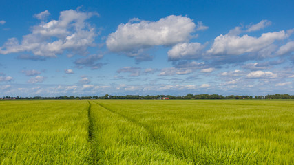 Farm landscape of  Grain Field