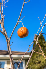 Orange apple and blue sky