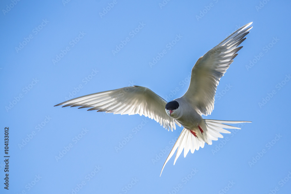 Wall mural arctic tern flying