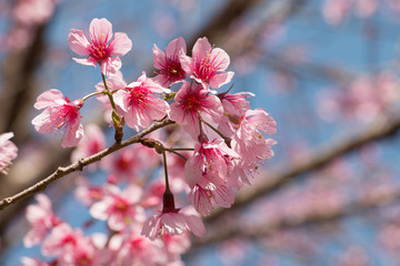 pink blossom flowers with vintage background