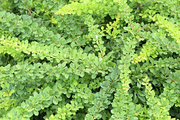 Berberis is large genus of deciduous and evergreen shrubs