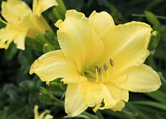 Fototapeta na wymiar Beautiful yellow lily close-up.
