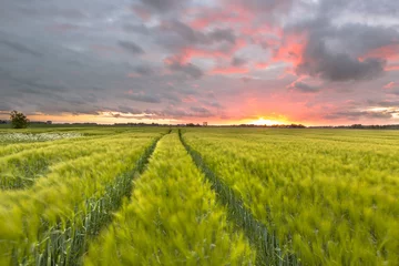 Photo sur Aluminium Campagne Endless Wheat field