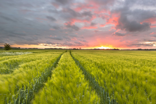 Endless Wheat field